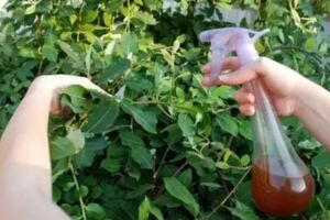 盆栽植物感染蚜蟲不想噴藥，可用這十種有機的方法殺害蟲