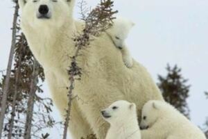 心理測試：四個不同的北極熊，哪個最溫馨？測你孩子的性格！