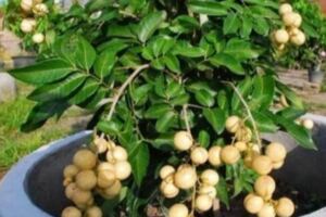 盆栽「龍眼果」，吃完留個籽扔盆裡，25天便能發芽，關鍵能結果子