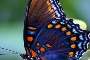 心理測試：4隻蝴蝶，哪只最漂亮？測他對你的投入度有多高