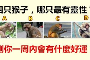 四隻猴子，哪只最有靈性？測你一周內會有什麼好運？