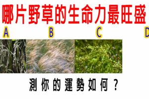 心理測試：哪片野草的生命力最旺盛，測你的運勢如何？