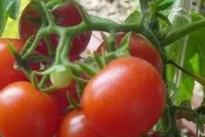 番茄種植，潰瘍病傳播快，危害大，難以控制，該如何進行防治呢？