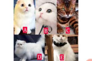 你覺得哪個貓咪最好看，測你在乎的Ta是否真的在乎你？