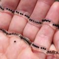 她在河邊撿到「怪異的條狀物」後居然帶回家，結果一段時間後她就後悔得整個都崩潰了！