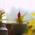 老是把你的盆栽養死？入夏後，4個小技巧讓你家盆栽小花常開！