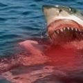 單親媽媽就算被鯊魚拖走咬爛大腿「還想著孩子」，下一秒直接開大絕空手擊退鯊魚逃過死劫！