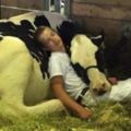 男孩和乳牛參加農展比賽輸了，但他們累到「相互依偎」熟睡的照片把大家萌慘！