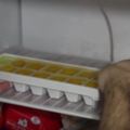 超傻眼她幹嘛把雞蛋放在製冰盒裡，但知道原因後，你會發現這真的太神啦！