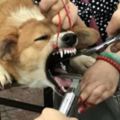 【視頻】5分鐘一隻！中國驚見「幫狗狗割聲帶的攤販」，嫌狗叫聲太吵的主人都在排隊！（內有影片）