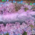 16張由「國家地理雜志」篩選出來的最夢幻櫻花季照片，每看一張內心就有股沖動想說走就走！
