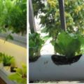 用PVC管DIY自製花盆，在陽台你就可以養花種菜啦