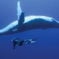 【視頻】留給大海的最後溫柔…鯨魚死後「鯨落」沈沒海底，腐屍成為「海中綠洲」供海底生物存活100年！