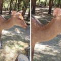 正妹‎開心到日本奈良旅遊想和奈良鹿來張合照，結果鹿鹿竟然一臉嫌棄...網友：沒餅乾還想拍？