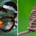 13種「比寶可夢更吸引人，而且都存在於現實世界」的超搶眼昆蟲！