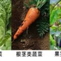 菜農必知：不同蔬菜需肥差異大到離譜，亂施肥，吃虧的是你！