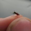 原來蚊子喜歡在你耳邊『嗡嗡叫』的原因，是這樣...！「不殺生除蚊法」...簡單又100%見效！