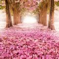 20張讓大家求神拜佛下輩子一定要出生在日本的「絕美櫻花季」照片！
