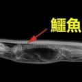 這隻蟒蛇「吞下鱷魚」後，科學家決定連拍牠7天X光，沒想到才到「第3天」就嚇壞眾人！