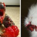 22張動物吃漿果的照片，可愛的它們瞬間變身成恐怖怪物！