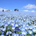 450萬朵粉蝶花海好夢幻花天一色日立海濱公園