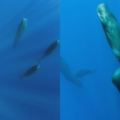 攝影師發現「抹香鯨集體停止游動」，下一秒牠們「直立進入睡眠狀態」夢幻畫面震撼全網！