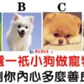 心理測試：選一隻小狗做寵物，測試你心地有多善良！
