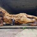 這20位神人花3年時間「將一棵樹雕刻成獅子」破世界紀錄，獅子正面霸氣到馬上跪下來了...