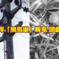 童爬電桿「摘鳥巢」觸電頭顱遭斷開