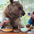俄羅斯夫婦25年前收養孤兒熊　現在牠「當自己是熊寶寶」仍住在一起