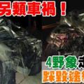 4頭野象晚間衝到馬路上，轎車閃避不及，被一頭野象踩撞，轎車被壓撞得毀壞不堪!