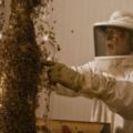 通常面對如此多的蜜蜂，絕對會立刻爆發密集恐懼症，但是看到這樣的結果後……酷斃了！
