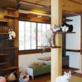 愛貓人的天堂，到日本逛逛旅宿×貓咪咖啡廳的卡哇伊體驗