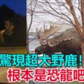 【視頻】公路驚現超大野鹿！　網民：根本是恐龍吧！