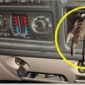 警察臨檢，發現車上有惡臭，竟發現「一張爪子」！