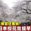 氣候變遷惹禍？日本櫻花竟提早開了！