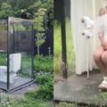 日本全透明玻璃公共廁所，只有女性才能使用，看完真是大開眼界！