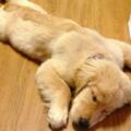 搞不懂愛犬在想什麼？　6種睡姿解讀幫大家「一秒破解狗狗性格」