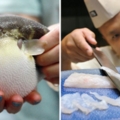 「雜種河豚」暴增！日本廚師難辨別有毒部位　不幸誤食會斷送生命
