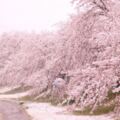 日本關東4月超反常落雪！　推特狂曬罕見「雪櫻奇景」如置身夢境