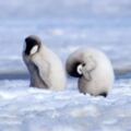 冰層斷裂…萬隻帝王企鵝寶寶全溺水！　世界第二大棲地「整個世代消失了」