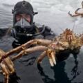 南極海底出現「100多萬隻帝王蟹」科學家也驚呆，中國網友一句神回：我們可以幫你吃到瀕危！