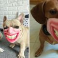 狗狗專屬「創意嘴套」可模仿人類表情　主人邊笑邊拍特寫：很鬧欸～