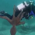 潛水員腳被拉住…遭大章魚奇襲往下拖