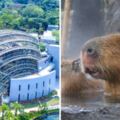 4億打造！台北動物園「穿山甲雨林館」開幕　終於能看到水豚泡澡啦～