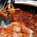 阿拉斯加捕蟹人，捕撈帝王蟹，據說是世上高危職業之一