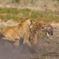 落單母獅遭20隻鬣狗殘忍吞沒下秒奇蹟扭轉命運