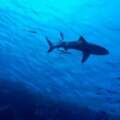 獨自棲息10年！水族館「雌鯊竟產下小鯊魚」　科學家驚：無雄鯊DNA