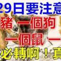 4月29日上榜的留意了，一個豬，一個狗，一個鼠，一個龍必轉