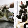 以為是海藻…綠蠵龜拉出「14g塑膠垃圾」　獸醫嘆：肚子裡塞滿滿
